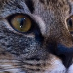 Siraj - F-1 Savannah male DOB 4-23-12