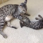 Siraj - F-1 Savannah male DOB 4-23-12