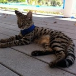 Siraj - F-1 Savannah male DOB 4-23-12