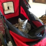 Siraj - F-1 Savannah male DOB 4-23-12