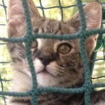 Siraj - F-1 Savannah male DOB 4-23-12