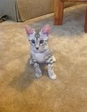 Leo - Silver Male Egyptain Mau  DOB 3-15-12