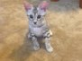 Leo - Silver Male Egyptain Mau  DOB 3-15-12