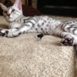 Leo - Egyptian Mau silver male DOB 3-15-12