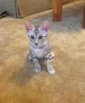 Leo - Egyptian Mau silver male DOB 3-15-12