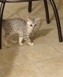 Luxor - Silver Egyptian Mau Male DOB 3/12/12