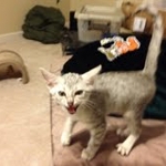 Luxor - Silver Egyptian Mau Male DOB 3/12/12