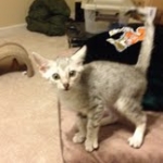 Luxor - Silver Egyptian Mau Male DOB 3/12/12