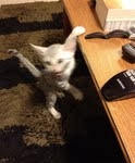 Luxor - Silver Egyptian Mau Male DOB 3/12/12