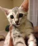 Luxor - Silver Egyptian Mau Male DOB 3/12/12
