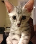 Luxor - Silver Egyptian Mau Male DOB 3/12/12