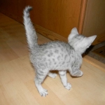 Luxor - Silver Egyptian Mau Male DOB 3/12/12