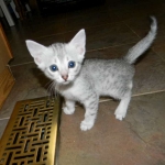 Luxor - Silver Egyptian Mau Male DOB 3/12/12