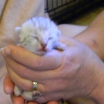 Luxor - Silver Egyptian Mau Male DOB 3/12/12