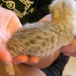 Luxor - Silver Egyptian Mau Male DOB 3/12/12