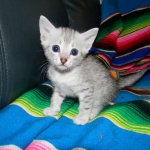Luxor - Silver Egyptian Mau Male DOB 3/12/12