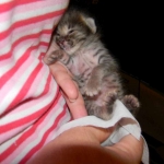 Wicket - F-2 Savannah Male DOB 5-8-12