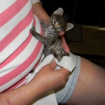 Wicket - F-2 Savannah Male DOB 5-8-12