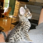 Wicket - F-2 Savannah Male DOB 5-8-12