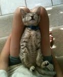 Bob - Silver Egyptian Mau Male DOB 3-15-12