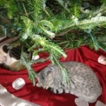 Bob - Silver Egyptian Mau Male DOB 3-15-12