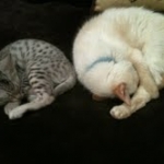 Bob - Silver Egyptian Mau Male DOB 3-15-12