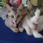 Bob - Silver Egyptian Mau Male DOB 3-15-12