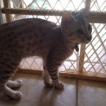 Bob - Silver Egyptian Mau Male DOB 3-15-12