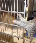 Bob - Silver Egyptian Mau Male DOB 3-15-12