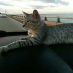 Bob - Silver Egyptian Mau Male DOB 3-15-12