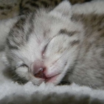 Bob - Silver Egyptian Mau Male DOB 3-15-12