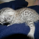 Bob - Silver Egyptian Mau Male DOB 3-15-12