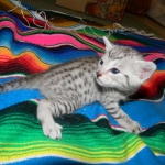 Bob - Silver Egyptian Mau Male DOB 3-15-12