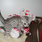 Bob - Silver Egyptian Mau Male DOB 3-15-12