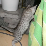 Bob - Silver Egyptian Mau Male DOB 3-15-12