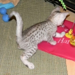 Bob - Silver Egyptian Mau Male DOB 3-15-12