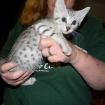 Bob - Silver Egyptian Mau Male DOB 3-15-12
