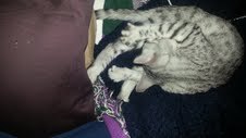 Isis Egyptian Mau Silver Female  DOB 4-5-13