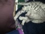 Isis Egyptian Mau Silver Female  DOB 4-5-13