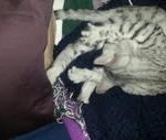 Isis Egyptian Mau silver female DOB 4-5-13