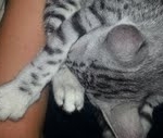Isis Egyptian Mau silver female DOB 4-5-13
