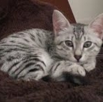 Isis Egyptian Mau silver female DOB 4-5-13