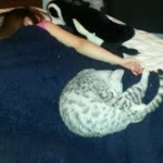 Isis Egyptian Mau silver female DOB 4-5-13