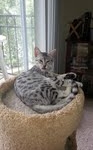 Isis Egyptian Mau silver female DOB 4-5-13