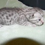 Isis Egyptian Mau silver female DOB 4-5-13