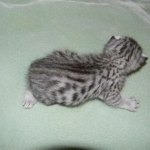 Isis Egyptian Mau silver female DOB 4-5-13