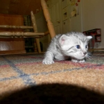 Isis Egyptian Mau silver female DOB 4-5-13