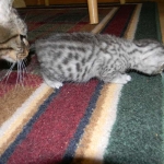 Isis Egyptian Mau silver female DOB 4-5-13