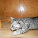 Isis Egyptian Mau silver female DOB 4-5-13