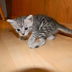 Isis Egyptian Mau silver female DOB 4-5-13